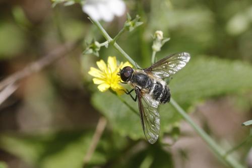 Réf. 326 982 : Villa cingulata